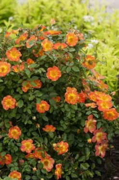 Oso Easy 'Hot Paprika' Rose - 3 Gallon Pot 13 Oso Easy 'Hot Paprika' Rose - 3 Gallon Pot -Plants Sales Store rose hot paprika 6