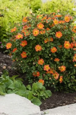 Oso Easy 'Hot Paprika' Rose - 3 Gallon Pot 12 Oso Easy 'Hot Paprika' Rose - 3 Gallon Pot -Plants Sales Store rose hot paprika 7