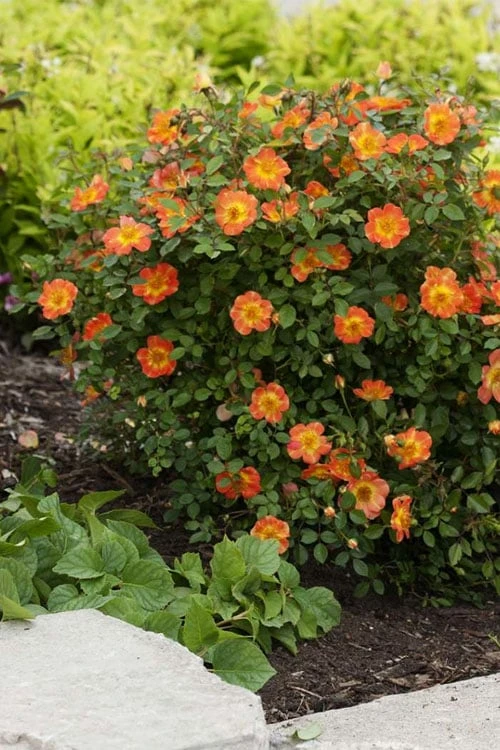 Oso Easy 'Hot Paprika' Rose - 3 Gallon Pot 6 Oso Easy 'Hot Paprika' Rose - 3 Gallon Pot - Image 6
