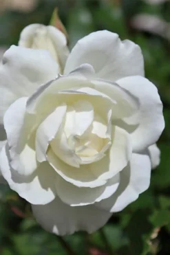 Iceberg Shrub Rose - 3 Gallon Pot -Plants Sales Store rose iceberg 25