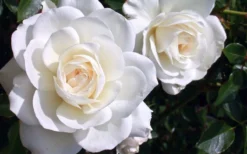 Iceberg Shrub Rose - 3 Gallon Pot -Plants Sales Store rose iceberg 28