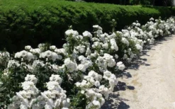 Iceberg Shrub Rose - 3 Gallon Pot -Plants Sales Store rose iceberg 29