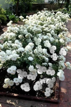 Iceberg Shrub Rose - 3 Gallon Pot -Plants Sales Store rose iceberg 31