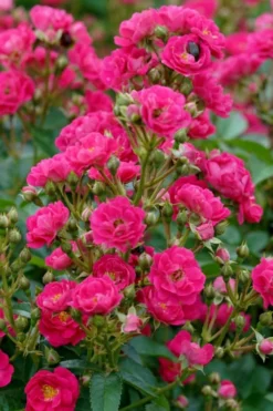 Oso Easy 'Peasy' Rose - 3 Gallon Pot -Plants Sales Store rose oso easy peasy 2 1