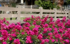 Oso Easy 'Peasy' Rose - 3 Gallon Pot -Plants Sales Store rose oso easy peasy 6 1