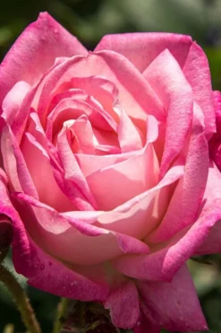 Peppermint Pop Rose - 3 Gallon Pot -Plants Sales Store rose peppermint pop 3