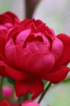 Petite Knock Out Rose - 2 Gallon Pot -Plants Sales Store rose petite knock out 1