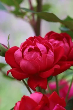 Petite Knock Out Rose - 2 Gallon Pot -Plants Sales Store rose petite knock out 2