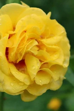 Rise Up Ringo Rose - 3 Gallon Pot -Plants Sales Store rose rise up ringo 3