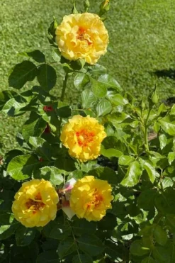 Rise Up Ringo Rose - 3 Gallon Pot -Plants Sales Store rose rise up ringo 5