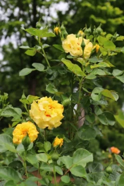 Rise Up Ringo Rose - 3 Gallon Pot -Plants Sales Store rose rise up ringo 6