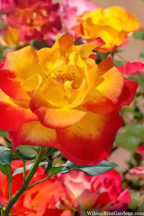 Sunset Horizon Rose - 3 Gallon Pot 1 Sunset Horizon Rose - 3 Gallon Pot