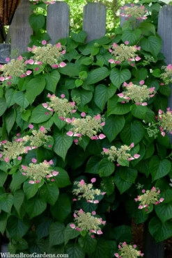Rose Sensation Pink Climbing Hydrangea Vine - 1 Gallon Pot -Plants Sales Store schizophragma hydrangeoides rose sensation climbing hydrangea 104