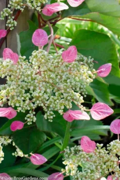 Rose Sensation Pink Climbing Hydrangea Vine - 1 Gallon Pot -Plants Sales Store schizophragma hydrangeoides rose sensation climbing hydrangea 105