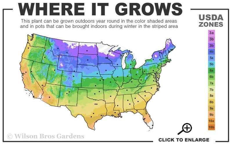 Niobe Clematis - 1 Gallon Pot 3 Niobe Clematis - 1 Gallon Pot - Image 3