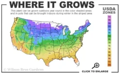 Clair De Lune Clematis - 1 Gallon Pot -Plants Sales Store usda zone map 21