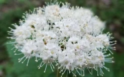 Maple Leaf Viburnum - 3 Gallon Pot -Plants Sales Store viburnum acerifolium maple leaf 15 2