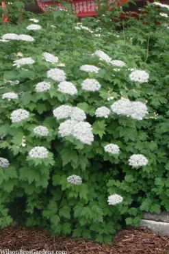 Maple Leaf Viburnum - 3 Pack Of 1.5 Quart Pots 14 Maple Leaf Viburnum - 3 Pack Of 1.5 Quart Pots -Plants Sales Store viburnum acerifolium maple leaf 16 1