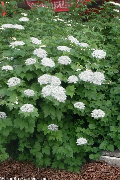 Maple Leaf Viburnum - 3 Pack Of 1.5 Quart Pots 4 Maple Leaf Viburnum - 3 Pack Of 1.5 Quart Pots - Image 4