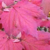 Maple Leaf Viburnum - 1 Gallon Pot