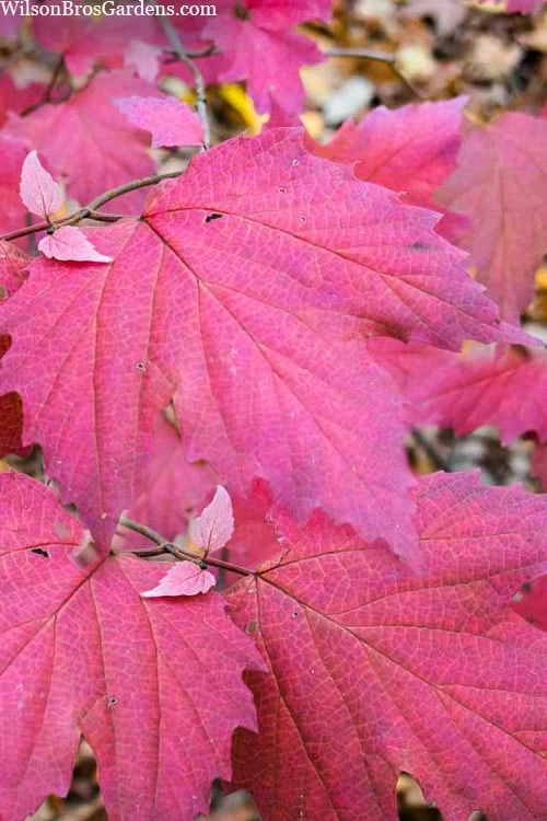 Maple Leaf Viburnum - 3 Pack Of 1.5 Quart Pots 1 Maple Leaf Viburnum - 3 Pack Of 1.5 Quart Pots