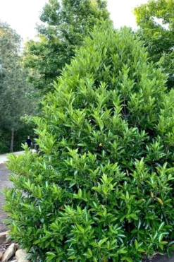 Mirror Leaf Sweet Viburnum - 3 Gallon Pot -Plants Sales Store viburnum awabuki chindo 3 1