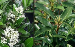 Mirror Leaf Sweet Viburnum - 7 Gallon Pot (3-4') -Plants Sales Store viburnum awabuki chindo 4