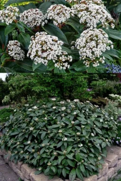 David Viburnum - 3 Gallon Pot -Plants Sales Store viburnum davidii 15