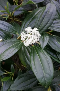 David Viburnum - 3 Gallon Pot -Plants Sales Store viburnum davidii 16