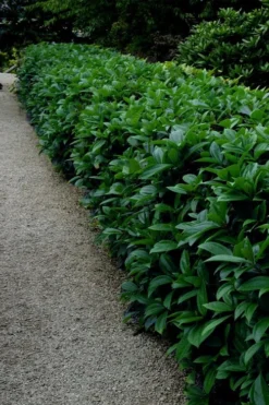 David Viburnum - 3 Gallon Pot -Plants Sales Store viburnum davidii 17