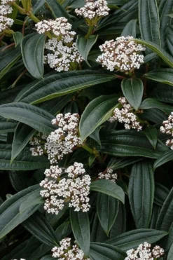 David Viburnum - 3 Gallon Pot -Plants Sales Store viburnum davidii 3