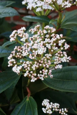 David Viburnum - 3 Gallon Pot -Plants Sales Store viburnum davidii 5