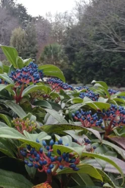 David Viburnum - 3 Gallon Pot -Plants Sales Store viburnum davidii 6