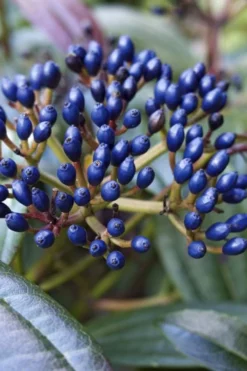 David Viburnum - 3 Gallon Pot -Plants Sales Store viburnum davidii 7