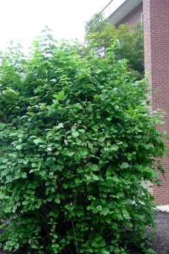 Arrowwood Viburnum - 3 Gallon Pot -Plants Sales Store viburnum dentatum arrowwood 7