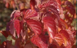 Arrowwood Viburnum - 3 Gallon Pot -Plants Sales Store viburnum dentatum arrowwood 9