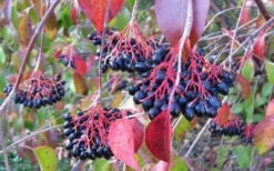 Nannyberry Viburnum - 3 Gallon Pot -Plants Sales Store viburnum lentago nannyberry 2