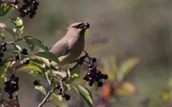 Nannyberry Viburnum - 3 Gallon Pot -Plants Sales Store viburnum lentago nannyberry 5