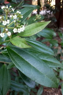 Moonlit Lace Viburnum - 3 Gallon Pot -Plants Sales Store viburnum moonlit lace 5