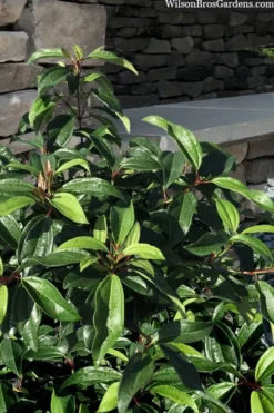 Moonlit Lace Viburnum - 7 Gallon Pot