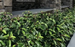 Moonlit Lace Viburnum - 3 Gallon Pot -Plants Sales Store viburnum moonlit lace 9