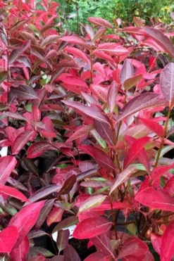 Winterthur Viburnum - 1 Gallon Pot -Plants Sales Store viburnum nudum winterthur 100