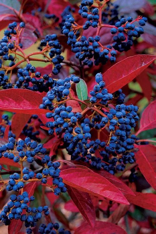 Winterthur Viburnum - 3 Gallon Pot 1 Winterthur Viburnum - 3 Gallon Pot