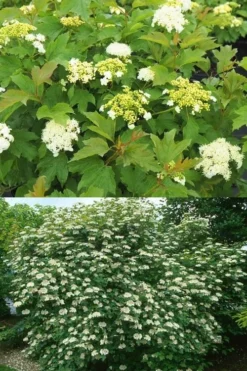 Dwarf European Cranberry Bush - 5 Gallon Pot -Plants Sales Store viburnum opulus compactum dwarf european cranberry bush 10 1