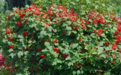Dwarf European Cranberry Bush - 1 Gallon Pot -Plants Sales Store viburnum opulus compactum dwarf european cranberry bush 2