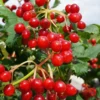 Dwarf European Cranberry Bush - 5 Gallon Pot