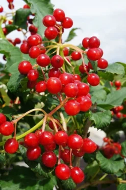 Dwarf European Cranberry Bush - 5 Gallon Pot
