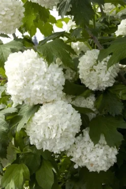 Eastern Snowball Viburnum Bush - 3 Gallon Pot -Plants Sales Store viburnum opulus sterile eastern snowball 2 1