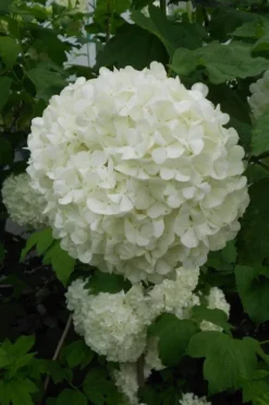 Eastern Snowball Viburnum Bush - 1 Gallon Pot -Plants Sales Store viburnum opulus sterile eastern snowball 3