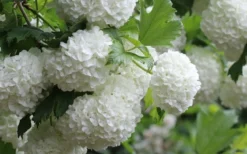 Eastern Snowball Viburnum Bush - 1 Gallon Pot -Plants Sales Store viburnum opulus sterile eastern snowball 4